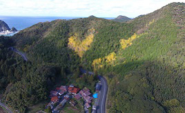 山肌に浮かぶ幸せの黄色いハート！秋だけ出現するハートのイチョウ　山口県阿武町