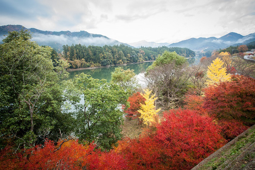 奥伊勢湖畔に広がる紅葉スポット！もみじの里公園へドライブ 三重県大