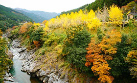 奥伊勢湖畔に広がる紅葉スポット！もみじの里公園へドライブ　三重県大台町