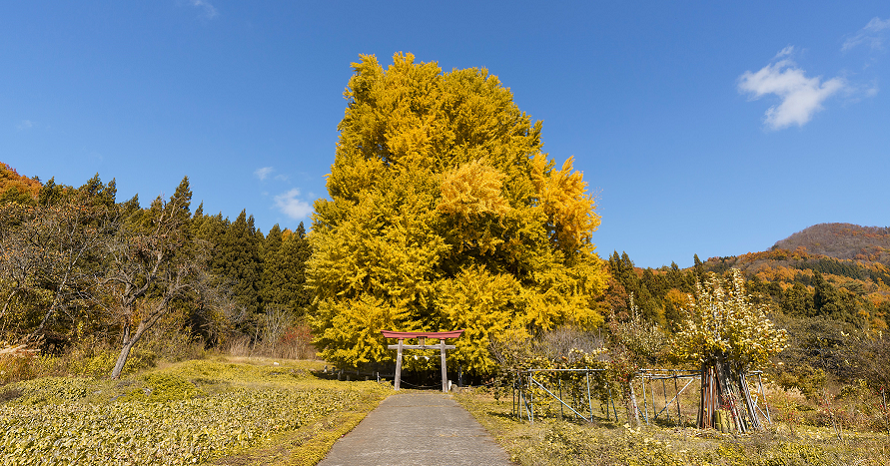 樹齢500年超えの大木！神戸（ごうど）の大イチョウへドライブ 長野県