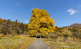 樹齢500年超えの大木！神戸（ごうど）の大イチョウへドライブ　長野県飯山市