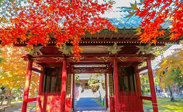 朱塗りの門に色鮮やかな紅葉！12月中旬まで見ごろの名刹へドライブ　千葉県南房総市