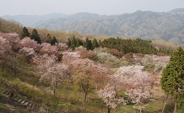春の花咲く公園や国内屈指の重曹泉へ！ドライブで一日楽しもう　埼玉県秩父市