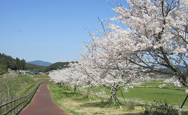 サクラ並木の遊歩道に春を実感！川沿いを彩る桜づつみロード　長崎県波佐見町
