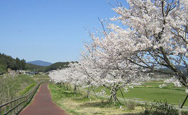 サクラ並木の遊歩道に春を実感！川沿いを彩る桜づつみロード　長崎県波佐見町