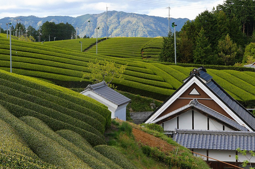 きれいな畝が続く茶畑の絶景！緑が光る宇治茶の名産地へドライブ 京都