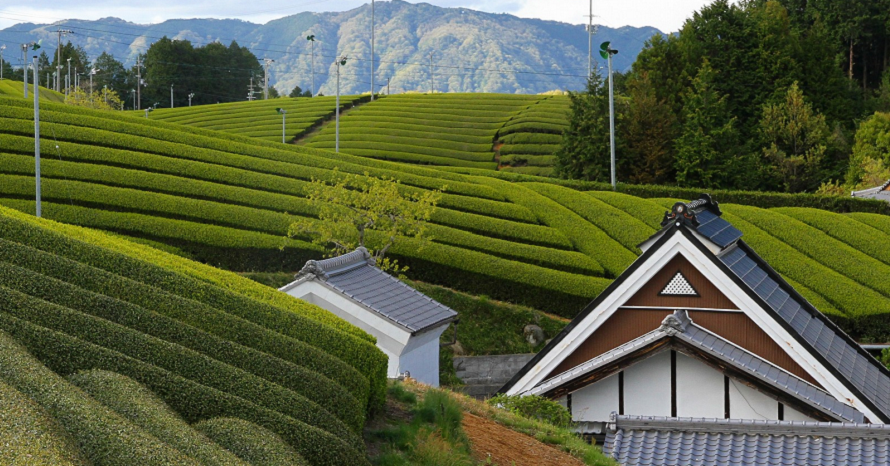 きれいな畝が続く茶畑の絶景！緑が光る宇治茶の名産地へドライブ 京都 
