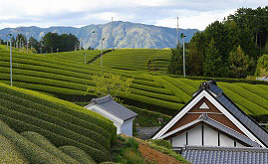 きれいな畝が続く茶畑の絶景！緑が光る宇治茶の名産地へドライブ　京都府南山城村