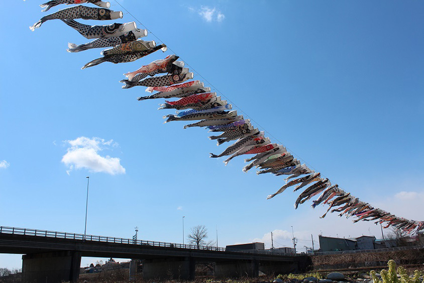 青空を舞う236匹！清流・歴舟川上を泳ぐ鯉のぼりを見に行こう 北海道