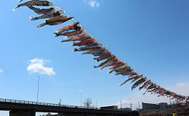 青空を舞う236匹！清流・歴舟川上を泳ぐ鯉のぼりを見に行こう　北海道大樹町