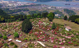 今が見頃のツツジや滝フジを観賞！名物・伊万里牛も味わおう　佐賀県伊万里市