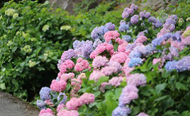 カラフルなアジサイが道路脇を彩る! 「あじさいロード」を走ってみよう　広島県北広島町