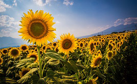 日本一長い日照時間がもたらす圧巻のヒマワリ畑！夏の絶景を見に行こう　山梨県北杜市