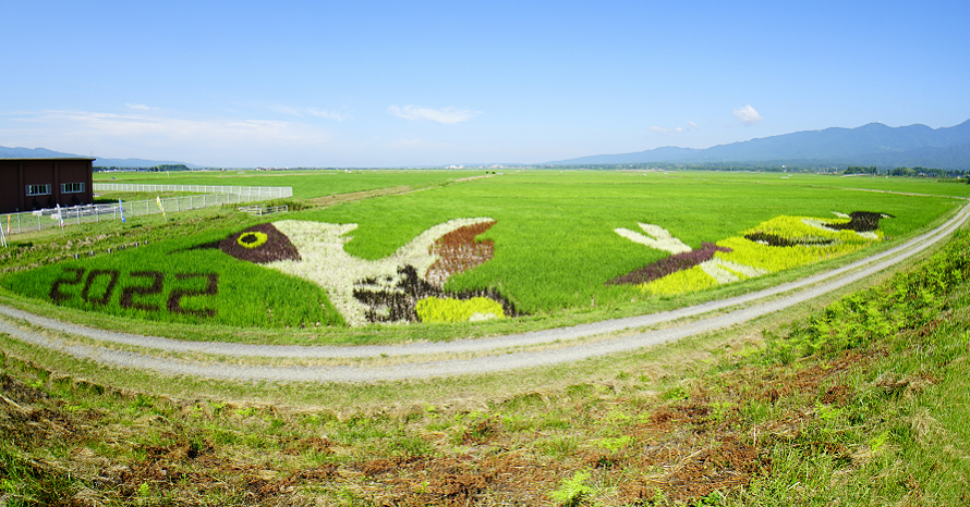 トキが羽ばたく田んぼアート！ニューオープンの古民家カフェにも行って