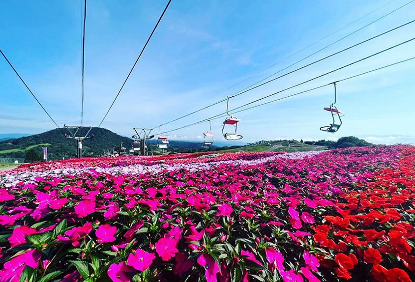 サンパチェンスは今が見頃 ビュースポット スカイガーデンや紅葉ライトアップもある茶臼山高原 愛知県豊根村 トヨタ自動車のクルマ情報サイト Gazoo サンパチェンスは今が見頃 ビュースポット スカイガーデンや紅葉ライトアップもある茶臼山高原 愛知県豊根村 トヨタ自動車のクルマ情報サイト Gazoo
