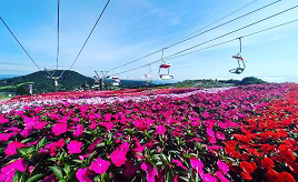 サンパチェンスは今が見頃！ビュースポット・スカイガーデンや紅葉ライトアップもある茶臼山高原　愛知県豊根村