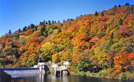 湖面に映る色鮮やかな紅葉！秋の芦津渓谷へドライブ　鳥取県智頭町