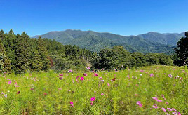 秋ドライブを楽しもう！コスモス畑や熱塩温泉、夕日がおすすめのビュースポット　福島県喜多方市