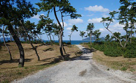 黒松並木が続く景勝地！さつき松原や古民家の絶品そばランチを楽しもう　福岡県宗像市