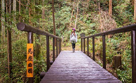 復元された馬鹿曲がり橋！熊野古道伊勢路で昔の旅人気分を味わおう　三重県大台町