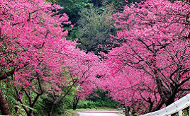 日本一早いお花見ドライブ！ピンクのカンヒザクラが美しい八重岳へ　沖縄県本部町