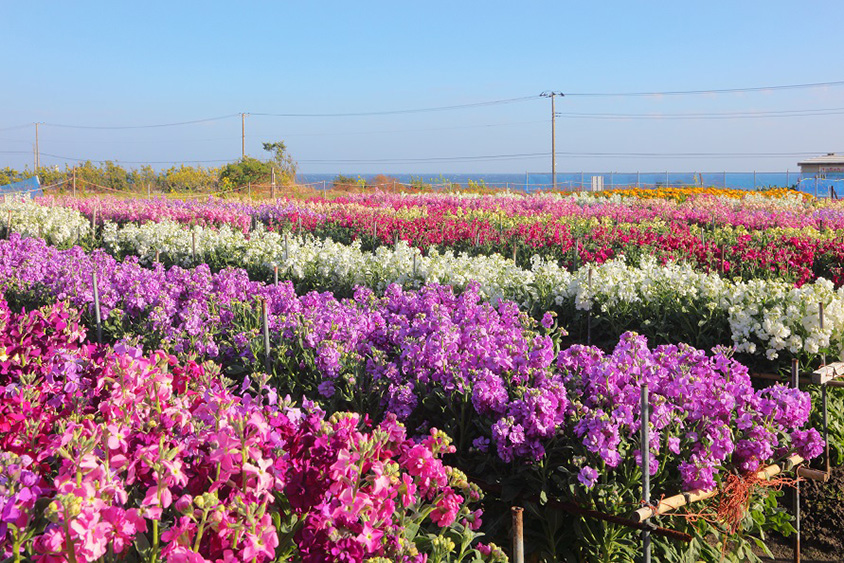 海の見えるカラフルな花畑は必見！春ドライブへ出かけよう 千葉県南