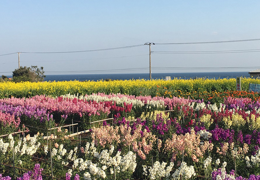 海の見えるカラフルな花畑は必見！春ドライブへ出かけよう 千葉県南房総市 | クルマ情報サイトｰGAZOO.com