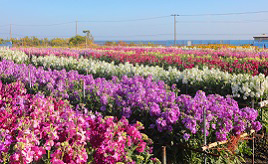 海の見えるカラフルな花畑は必見！春ドライブへ出かけよう　千葉県南房総市