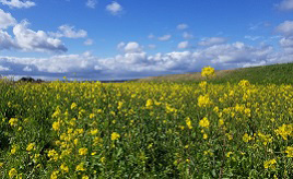 一面に広がるナノハナ畑！春到来の川沿いをドライブしよう　熊本県菊池市