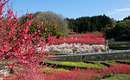 ハナモモとナノハナの競演！春うららかな里山のユートピアへ行こう　島根県邑南町