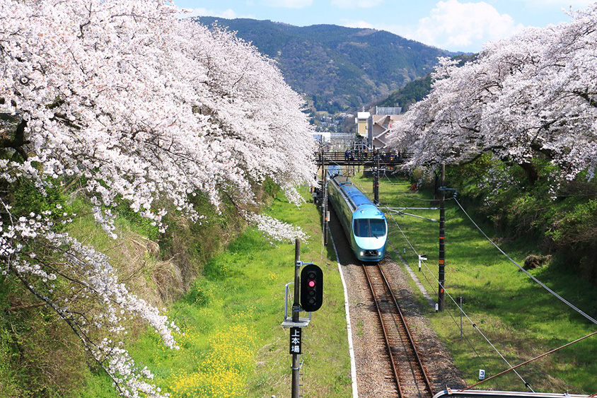 満開のサクラ並木は見逃せない！列車が通るピンクのトンネル 神奈川県山北町 | クルマ情報サイトｰGAZOO.com