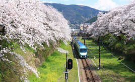 満開のサクラ並木は見逃せない！列車が通るピンクのトンネル　神奈川県山北町