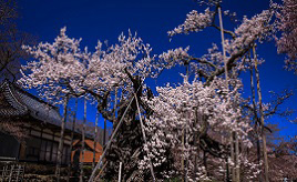 日本三大桜のひとつがここに！国内初の天然記念物指定「神代桜」　山梨県北杜市
