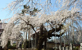 細い枝が糸のように垂れる姿は圧巻！古刹に映えるシダレザクラを見に行こう　広島県北広島町