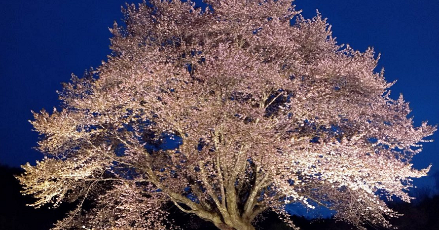 見る者を圧倒する迫力の一本桜！「天王桜」は今が満開 群馬県片品村