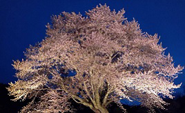 見る者を圧倒する迫力の一本桜！「天王桜」は今が満開　群馬県片品村