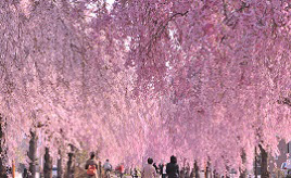 ピンクに染まるトンネルの中を歩こう！圧巻のシダレザクラが告げる東北の春　福島県喜多方市