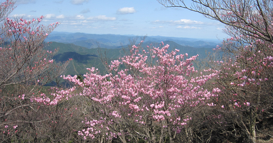 山頂から絶景を一望！薄紅色のアケボノツツジは今が満開 愛媛県愛南町