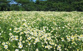 丘の上のハーブ園＆レストラン！カモミール摘みができる「天意の里ハーブガーデン」　広島県北広島町