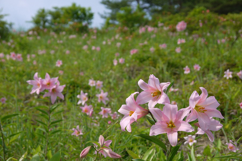 薄紅色の可憐な花！野山を彩る貴重なヒメサユリの群生を見に行こう 福島県喜多方市 | クルマ情報サイトｰGAZOO.com