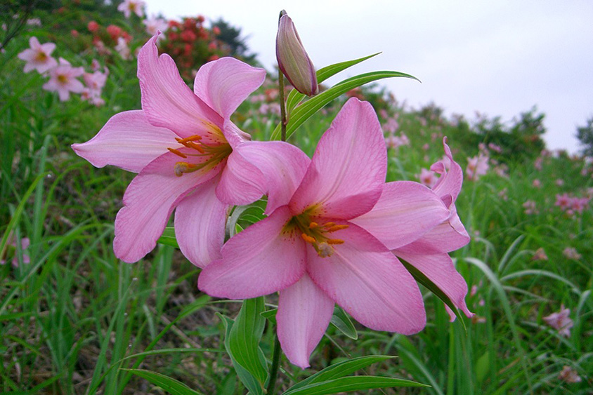 薄紅色の可憐な花！野山を彩る貴重なヒメサユリの群生を見に行こう 福島県喜多方市 | クルマ情報サイトｰGAZOO.com