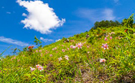 薄紅色の可憐な花！野山を彩る貴重なヒメサユリの群生を見に行こう 福島県喜多方市 | クルマ情報サイトｰGAZOO.com