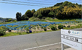 ひと粒ひと粒が青く輝く！吉備特産のブルーベリーを摘み採ろう　岡山県吉備中央町