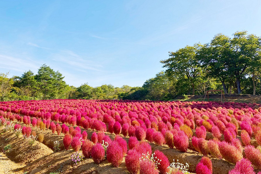 赤く色づく秋のコキア！ひるがの高原や伝説の神社、日本まん真ん中温泉