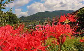 棚田を彩る鮮やかな赤い花！案山子コンテストも同時開催「彼岸花まつり」　奈良県明日香村