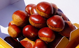 人気の能勢栗「銀寄」！大ケヤキやギャラリーカフェも必見の里山へ　大阪府能勢町