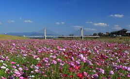 河川敷に広がるピンクの花！コスモブリッジ周辺に広がるコスモス畑を見に行こう　熊本県菊池市