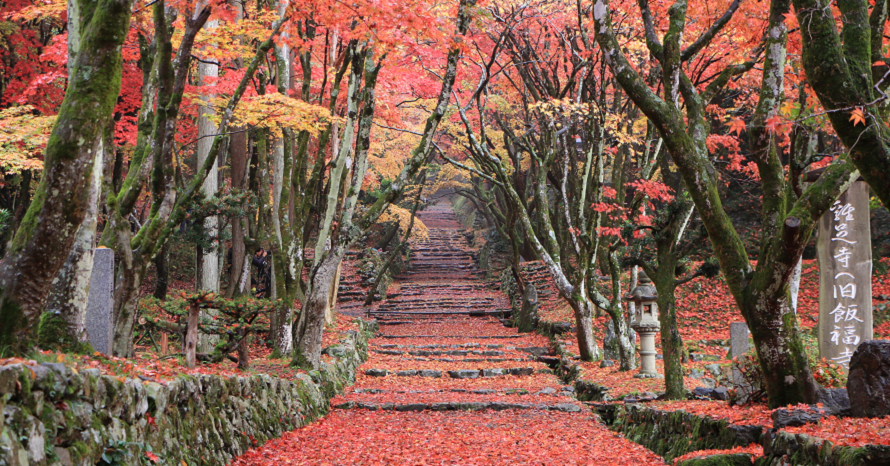 参道の石段脇に真っ赤なモミジ！県内随一の紅葉スポット「鶏足寺