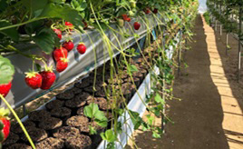 旬のいちごや白菜を味わおう！県の真ん中に位置する高原へドライブ　岡山県吉備中央町