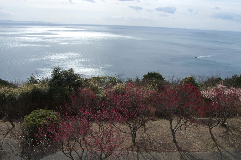 紅白のウメがかぐわしく香る！海を見渡す高台に広がる生石公園 兵庫県